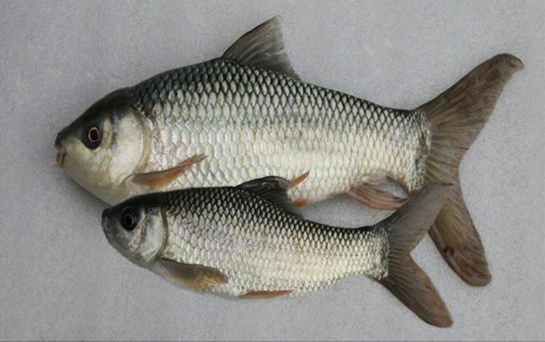 Fish - GoToChef